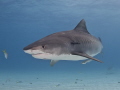   Pregnant Tiger shark Galeocerdo cuvier Beach Bahamas  